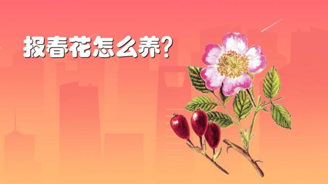 南瓜栽培技术要点 百度经验 南瓜栽培技术要点 百度经验
