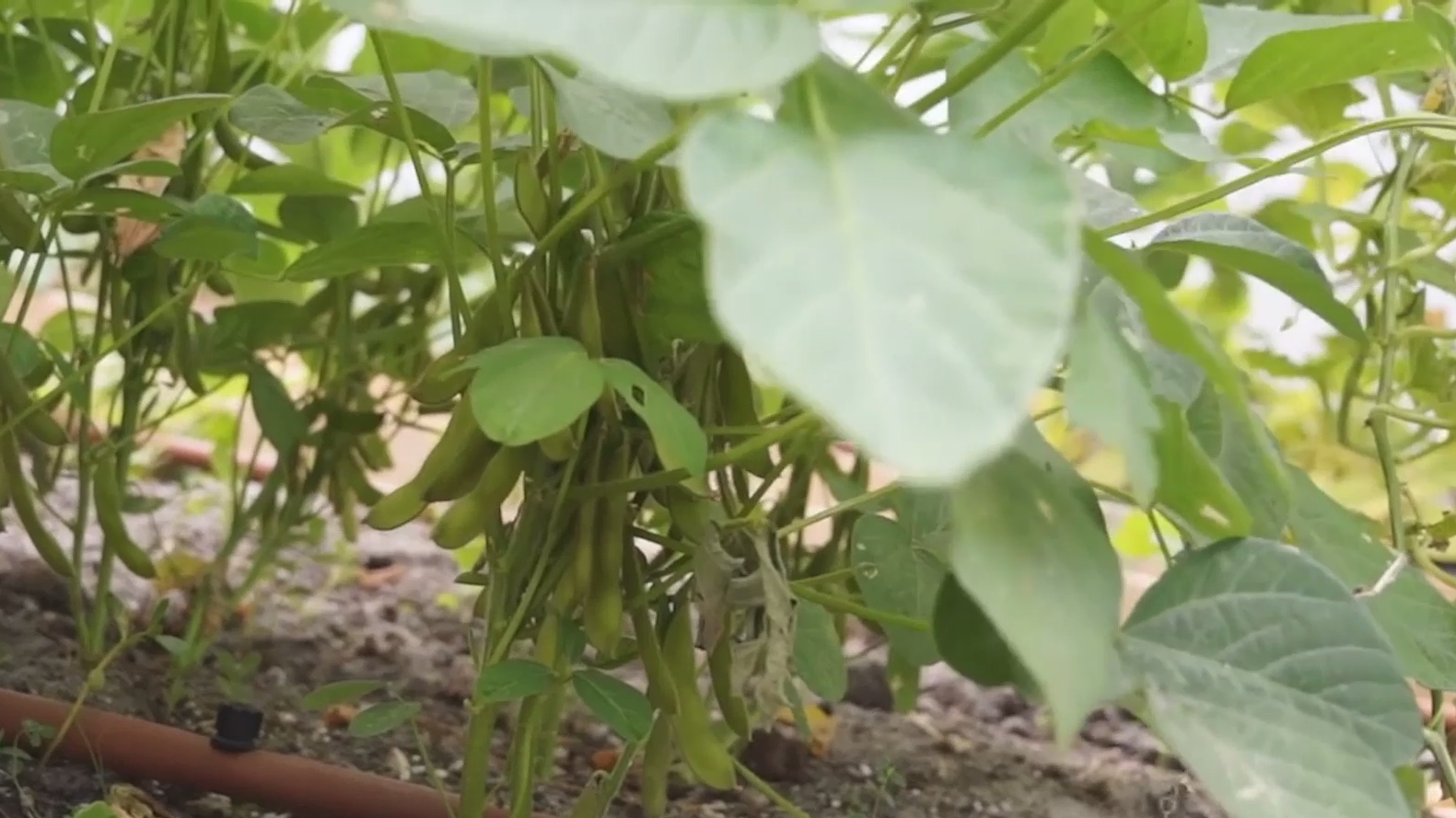 种黄豆的好办法