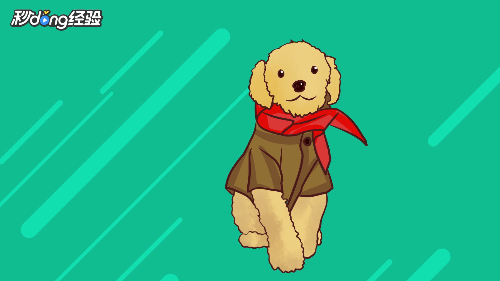 比熊怎样算是认主人