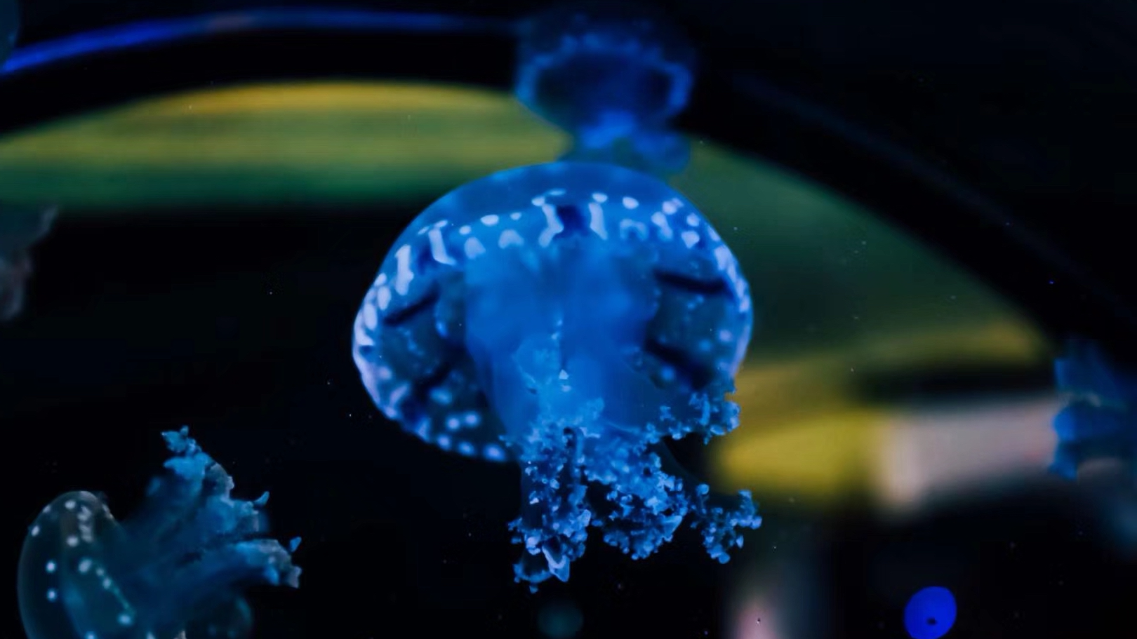 会晒太阳的巴布亚硝水母