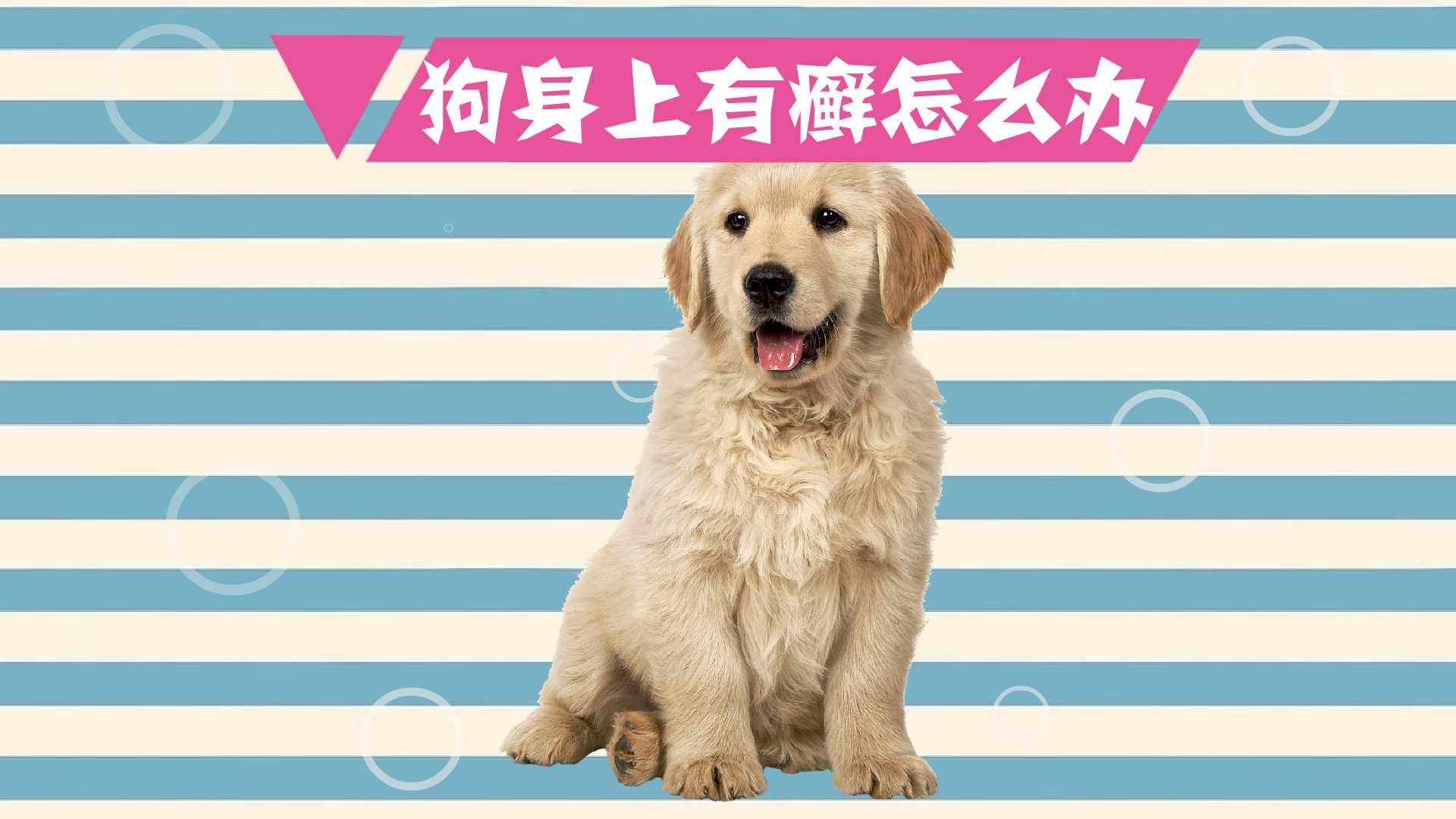 狗身上有癣怎么办