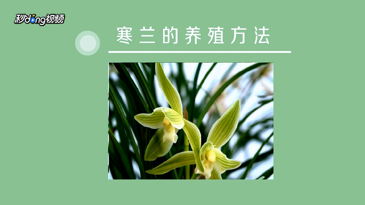 寒兰如何养殖?