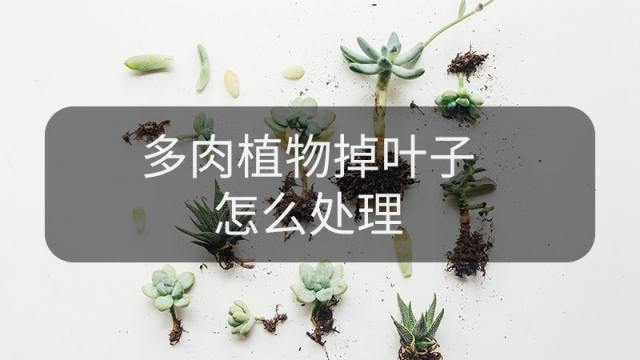 多肉植物掉叶子怎么办 百度经验 多肉植物掉叶子怎么办 百度经验