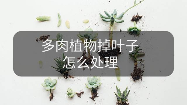 多肉植物掉叶子怎么办 百度经验