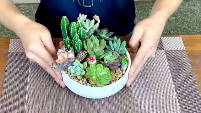粘土多肉植物的制作方法教程 百度经验
