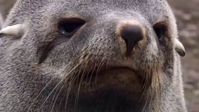 如何区分海象 海狮 海豹 海牛 百度经验