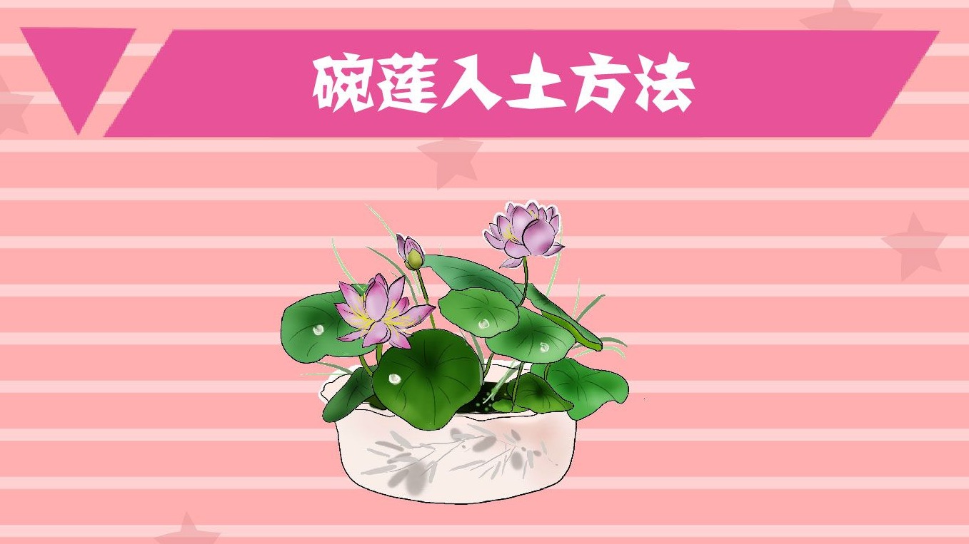 盆栽莲藕的种植方法图片