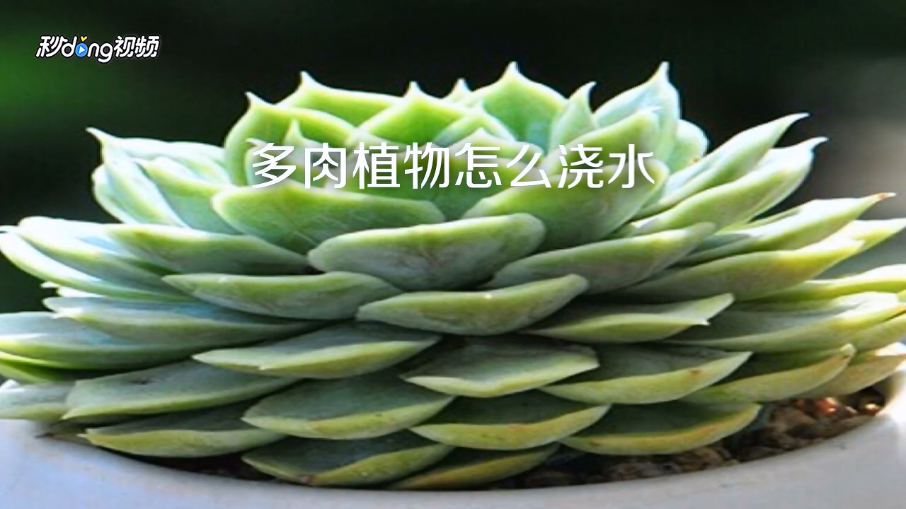 如何給多肉植物澆水