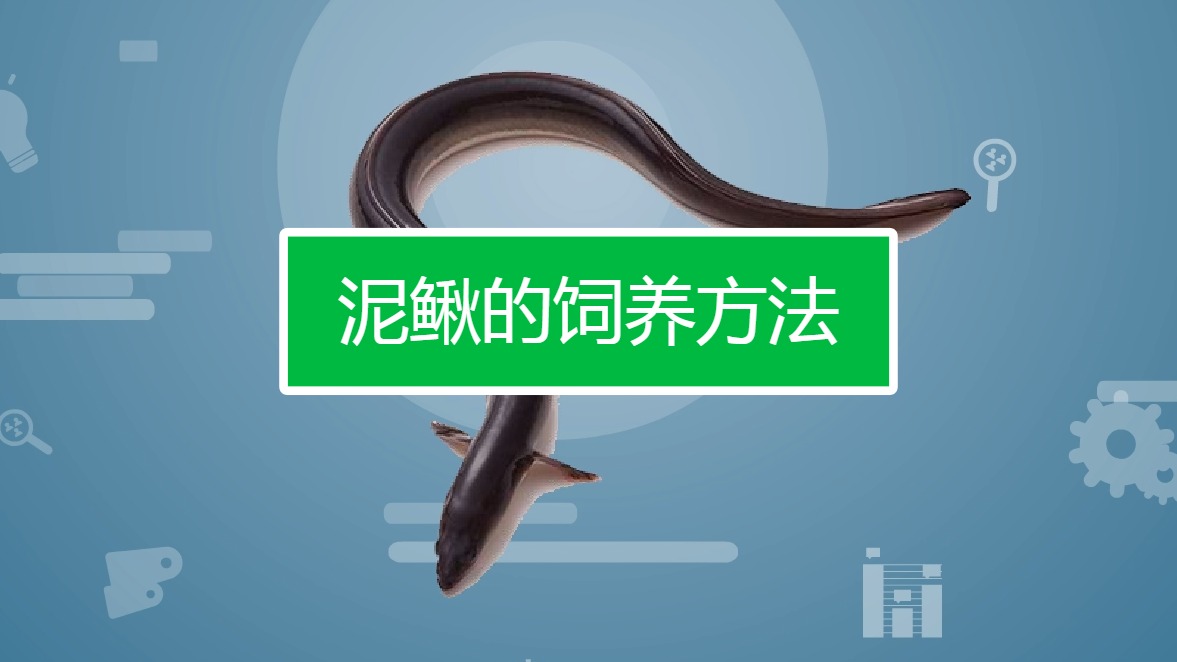 泥鳅怎么饲养