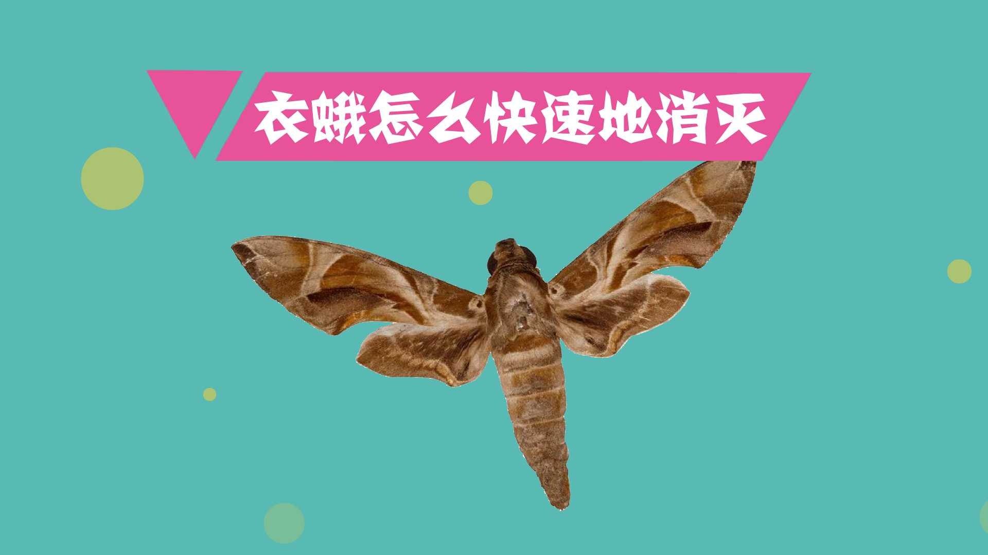 衣蛾怎么快速地消灭?