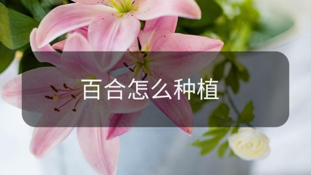 百合怎么种植 百度经验
