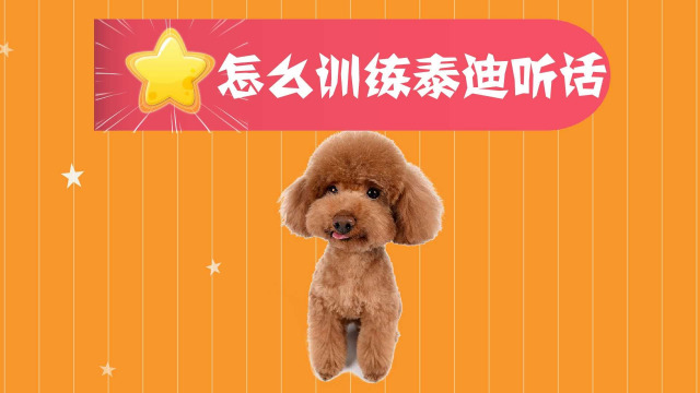 泰迪犬的训练方法