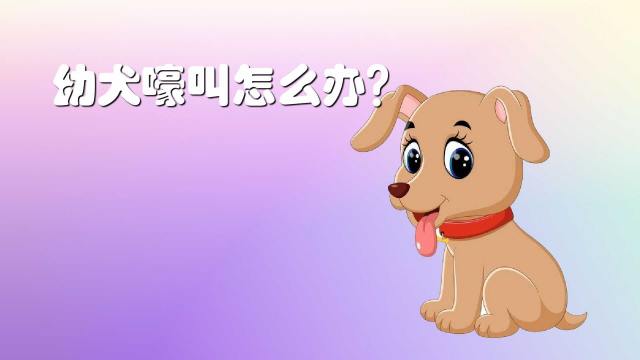 蝴蝶犬怎么训练 百度经验 蝴蝶犬怎么训练 百度经验