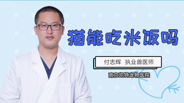 猫咪能吃多肉植物吗 百度经验 猫咪能吃多肉植物吗 百度经验