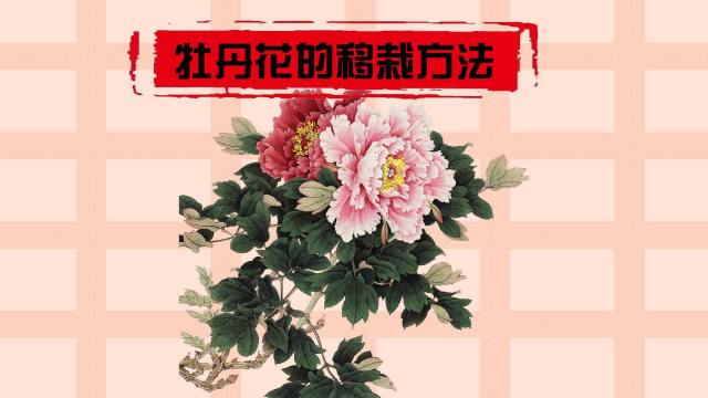 牡丹花的移植方法 百度经验 牡丹花的移植方法 百度经验
