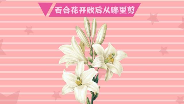 百合怎么种植 百度经验 百合怎么种植 百度经验