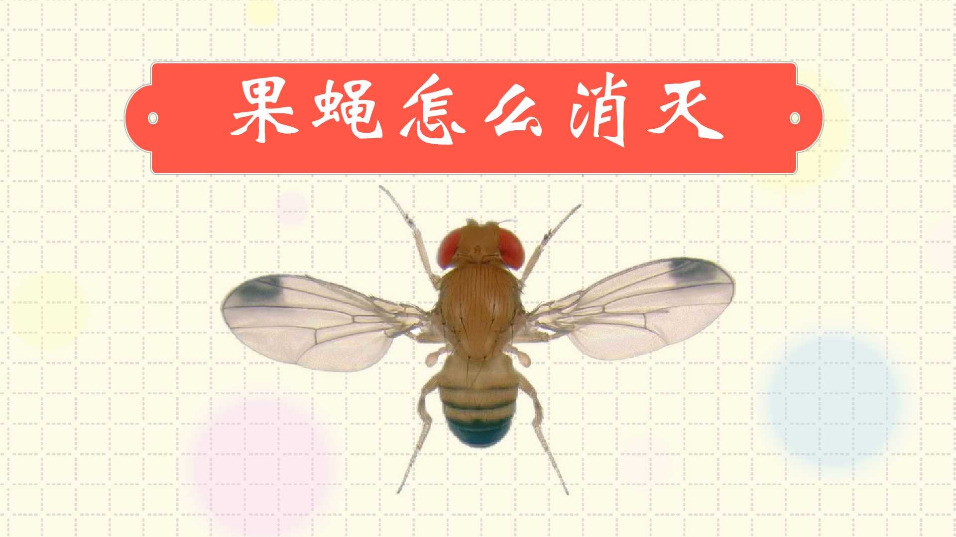 果蠅怎麼消滅