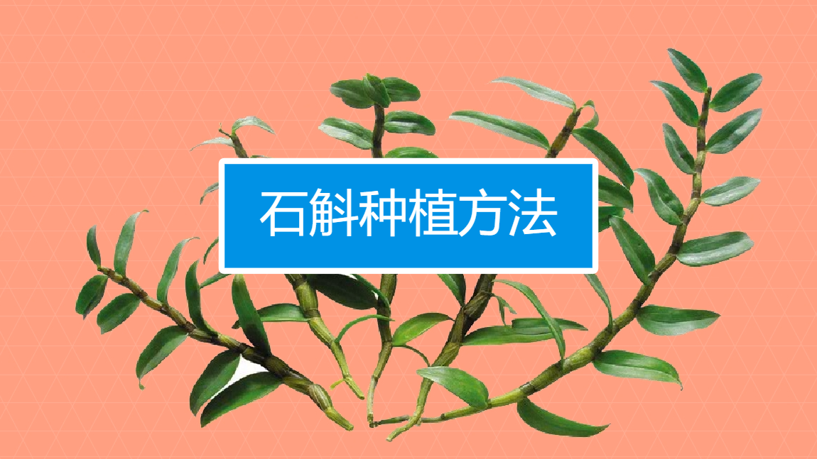 石斛种植方法用什么土(石斛种植方法用什么土最好)