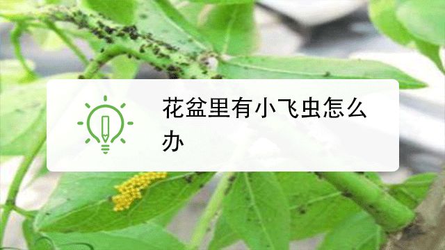 室内养花总有小飞虫怎么办 百度经验