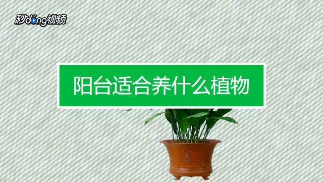 17种适合室内养殖的花增强睡眠净化空气杀菌 百度经验 17种适合室内养殖的花增强睡眠净化空气杀菌 百度经验