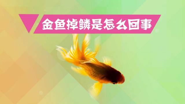 如何繁殖金鱼 百度经验