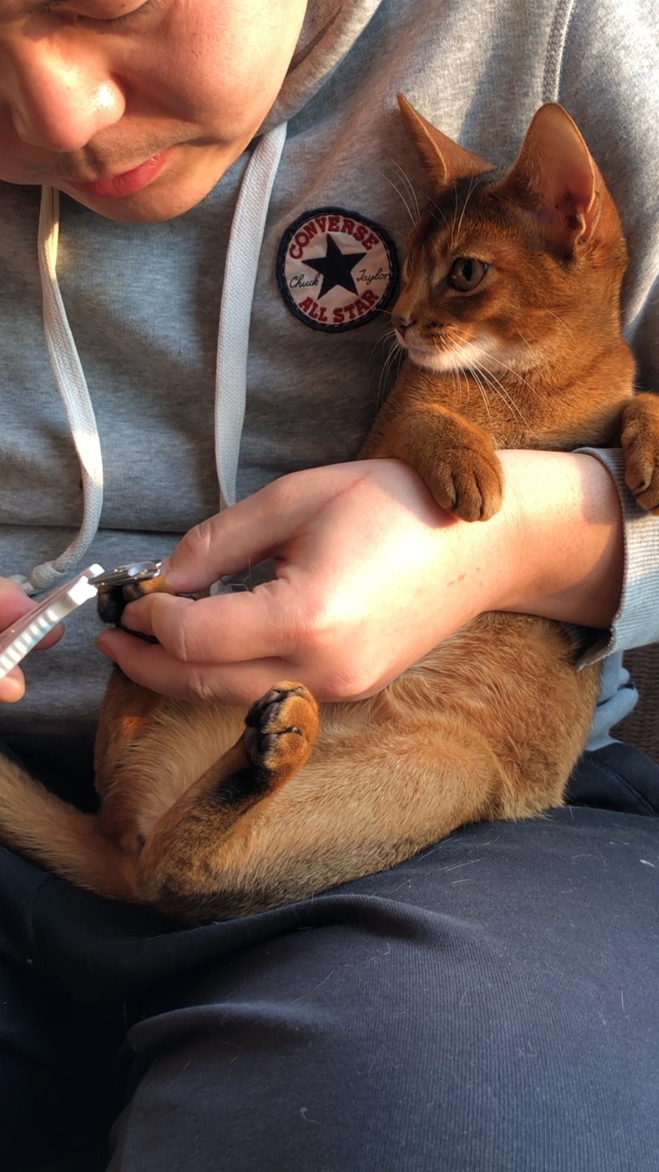 如何给小猫剪指甲?