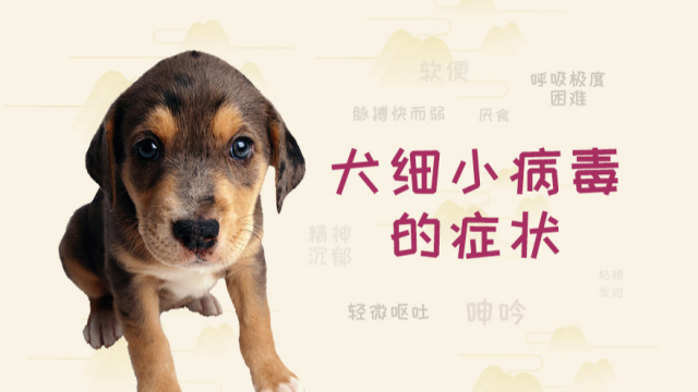 犬細小病毒的症狀