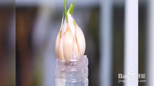 蝶豆花的种植方法 百度经验