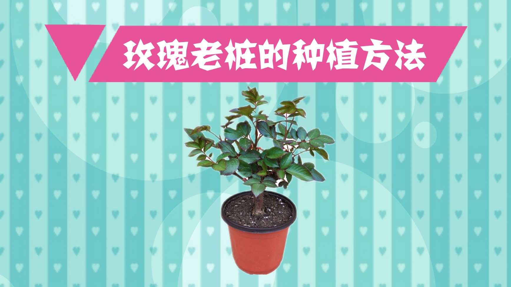 玫瑰老桩有哪些种植方法