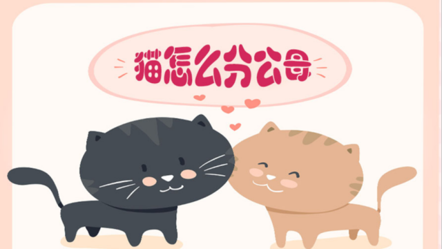 2个月小猫如何分辨公母 百度经验