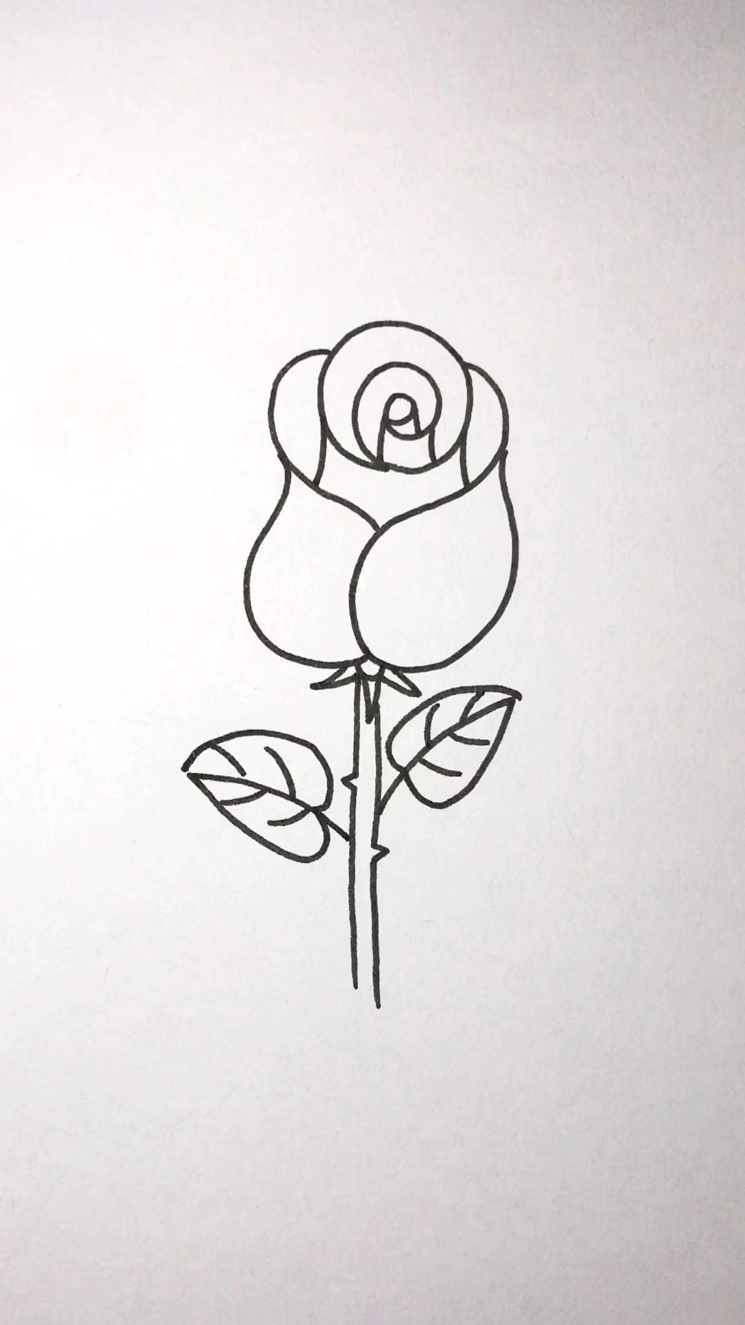 玫瑰花画法正面图片