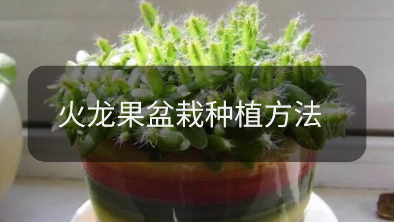 火龙果盆栽种植方法是什么