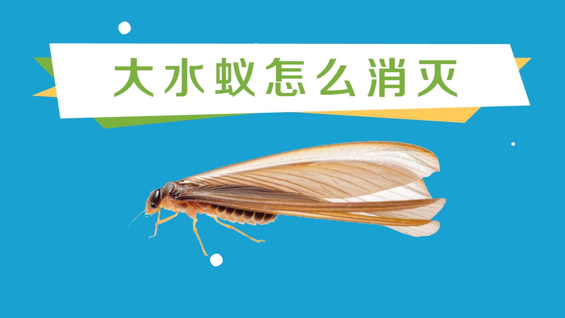 大水蚁怎么消灭