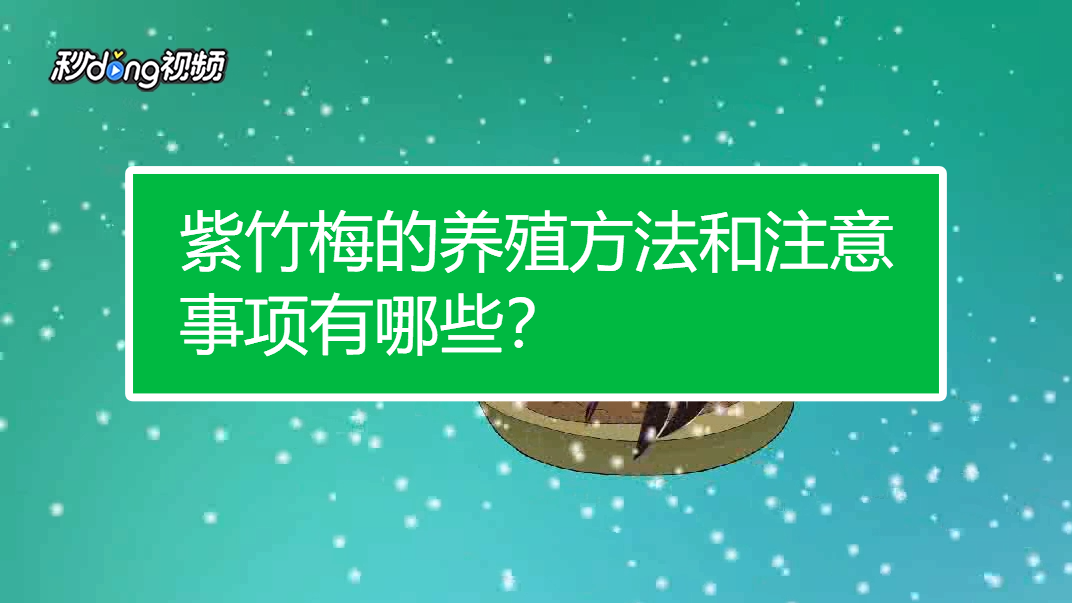 如何养殖紫竹梅