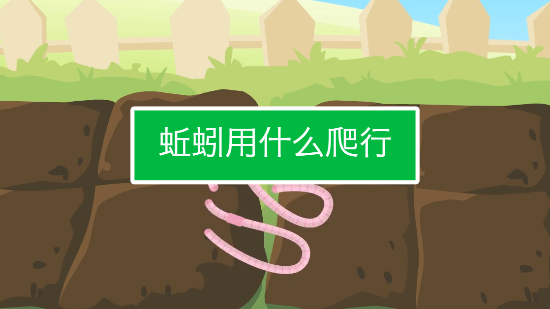 蚯蚓怎么爬行?