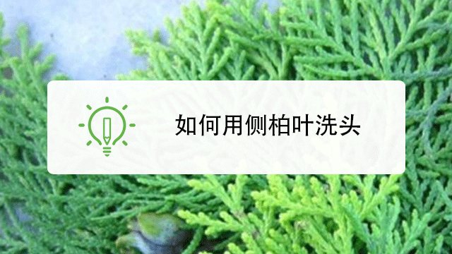 如何用侧柏叶洗头