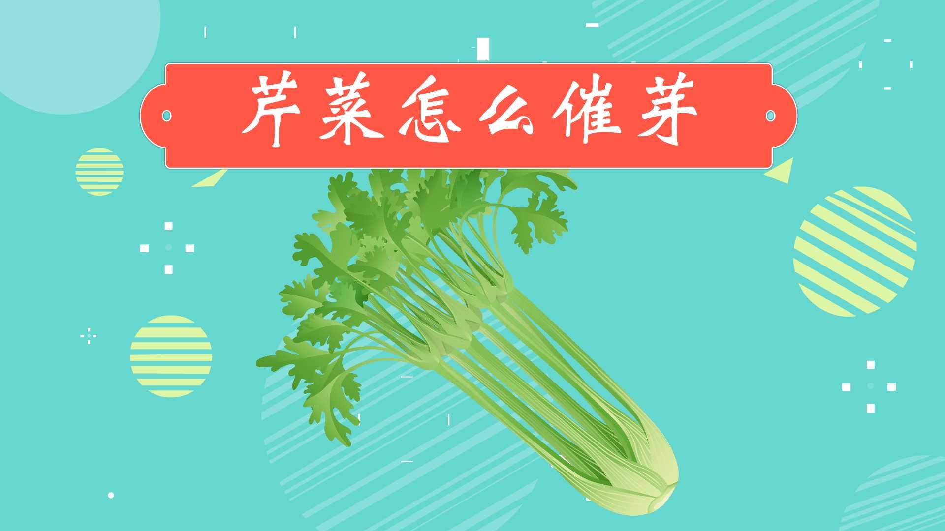 芹菜怎么催芽