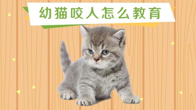 幼猫咬人怎么教育 百度经验