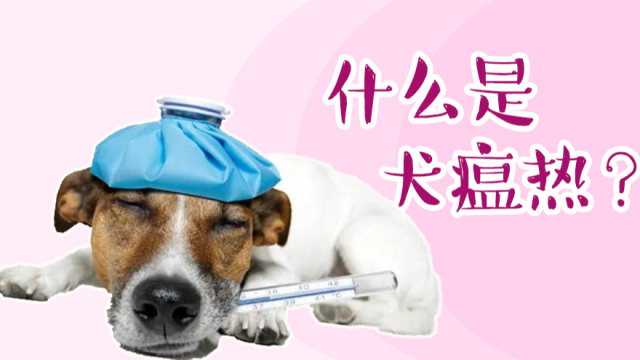 犬瘟熱的症狀有哪些