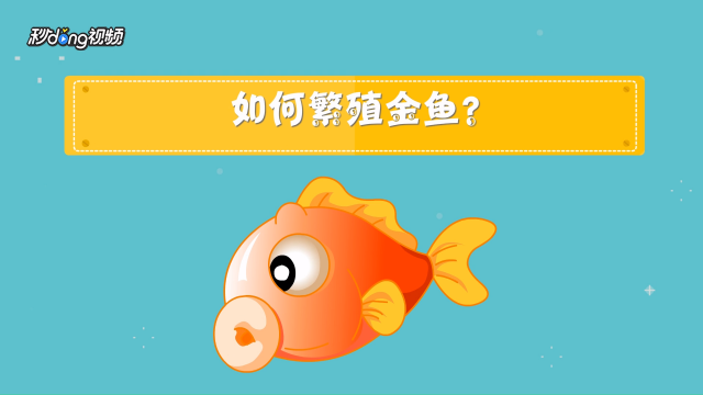 金鱼的繁殖过程是什么样的 百度经验