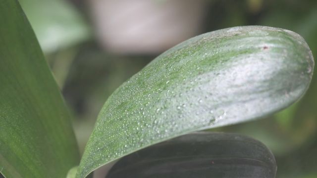 17种适合室内养殖的花增强睡眠净化空气杀菌 百度经验 17种适合室内养殖的花增强睡眠净化空气杀菌 百度经验