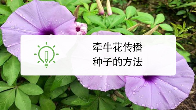 牵牛花如何传播种子