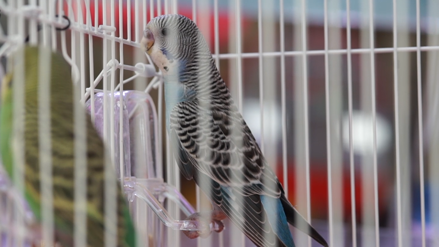 虎皮鹦鹉的饲养方法