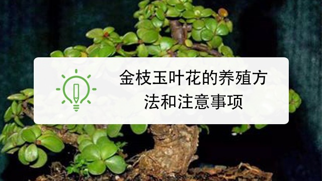 如何养殖金枝玉叶花