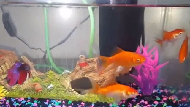 金鱼的繁殖过程是什么样的 百度经验 金鱼的繁殖过程是什么样的 百度经验
