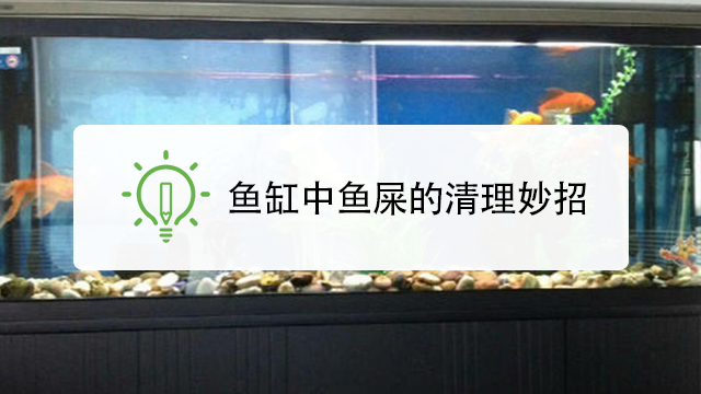 鱼缸中鱼屎的怎样清理?