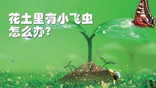 室内养花总有小飞虫怎么办 百度经验 室内养花总有小飞虫怎么办 百度经验