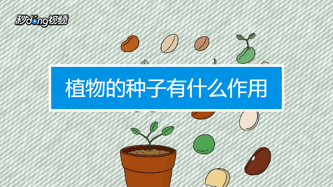 植物的种子有什么作用