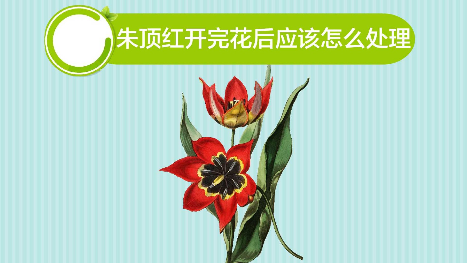 朱顶红开完花后应该怎么处理
