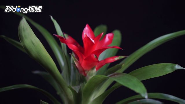 17种适合室内养殖的花增强睡眠净化空气杀菌 百度经验 17种适合室内养殖的花增强睡眠净化空气杀菌 百度经验